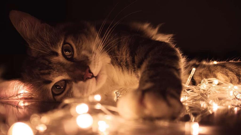 Fondos de pantallas de gatos