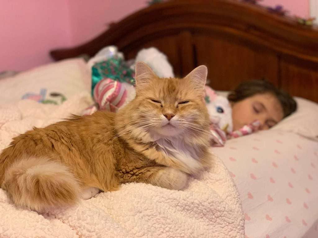 gato orina en la cama