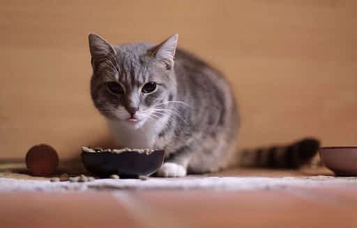 tipos de comida para gatos