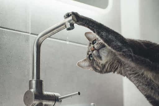 gato tomando agua del grifo