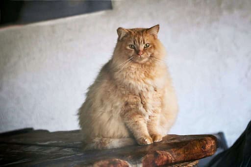 dieta para gato gordo