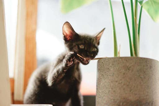 gato mordiendo planta