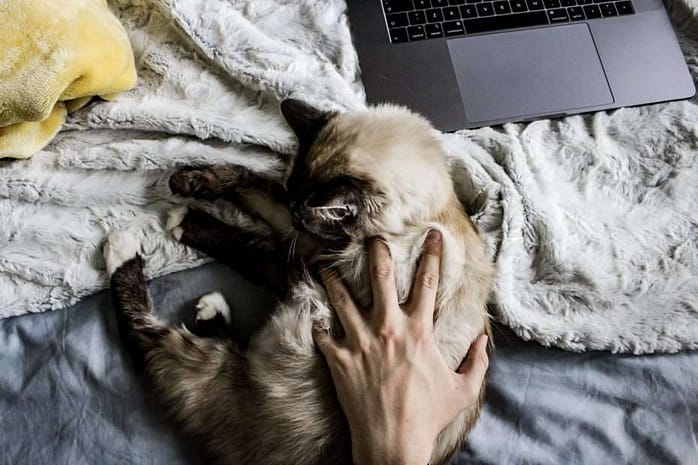 gato hace pipi en la cama