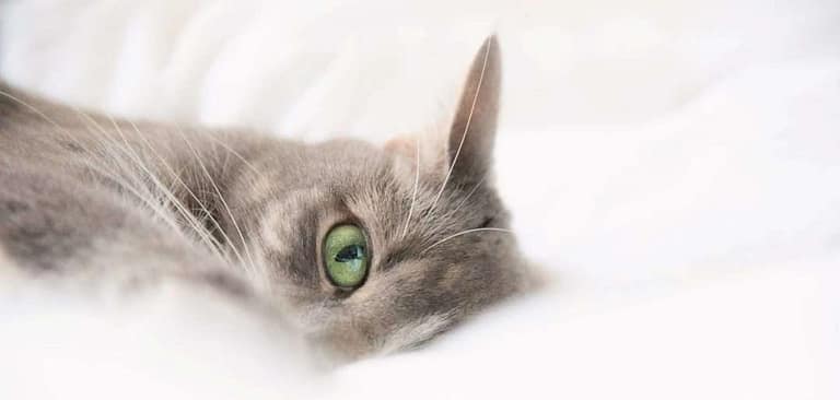 Tipos y características de razas de gatos