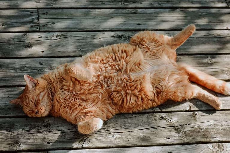 gato con sobrepeso