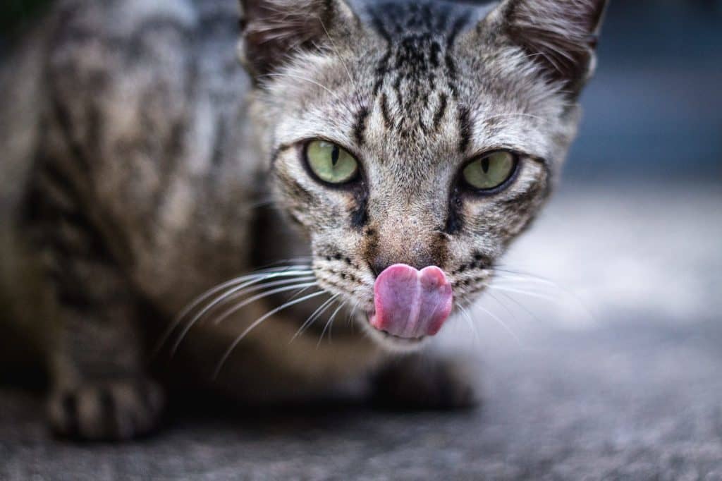 Qué comen los gatos ? Cuida su alimentación
