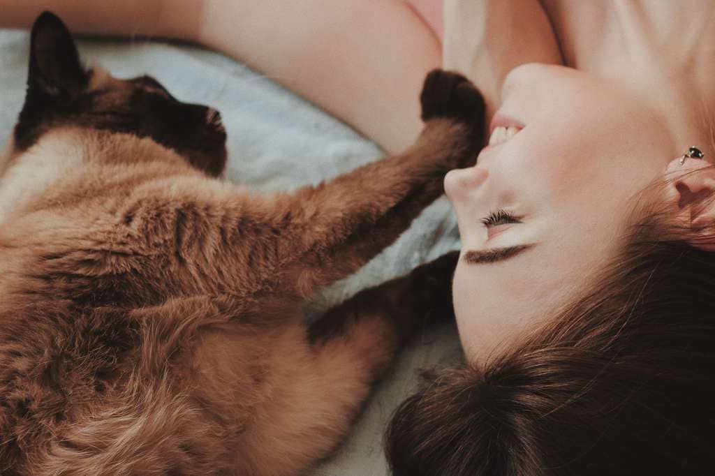 Cómo limpiar las orejas de tu gato