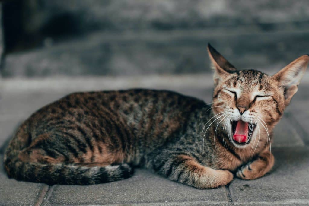 ¿Le huele la boca a tu gato? Tips saludables para el mal aliento de tu gato