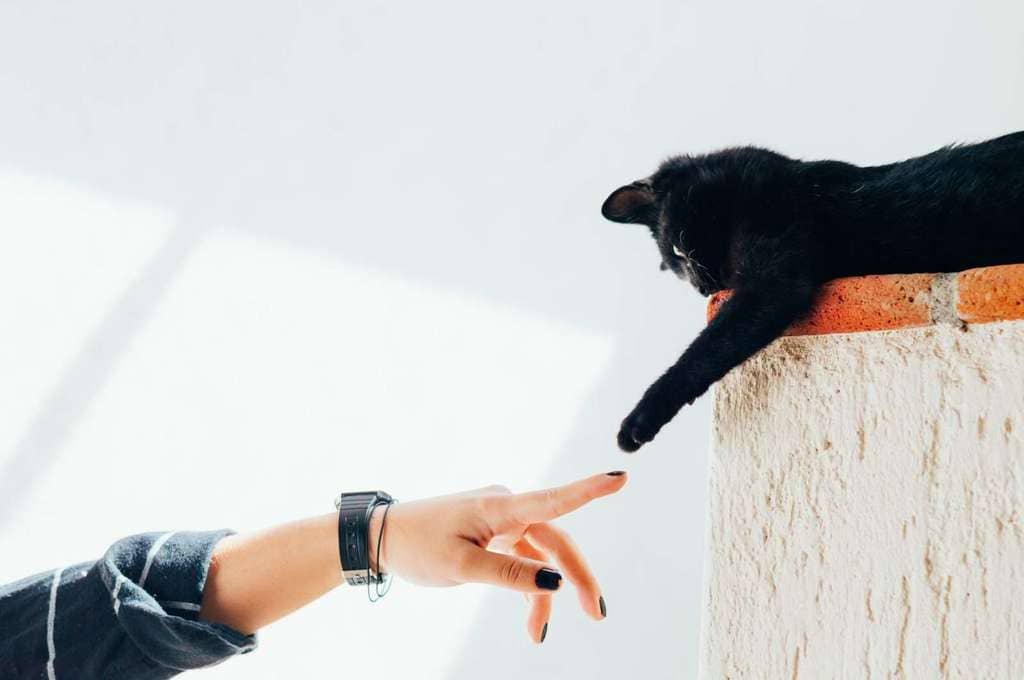 Cómo recortar las uñas a tu gato
