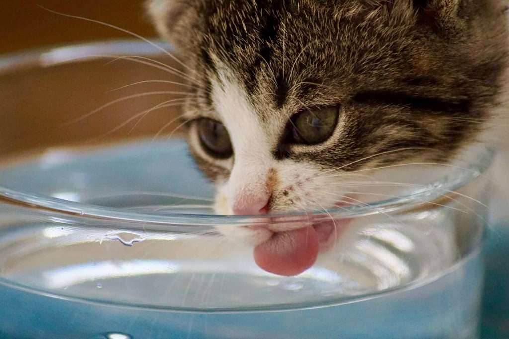 Calidad del agua para el gato, es importante? 6 consejos