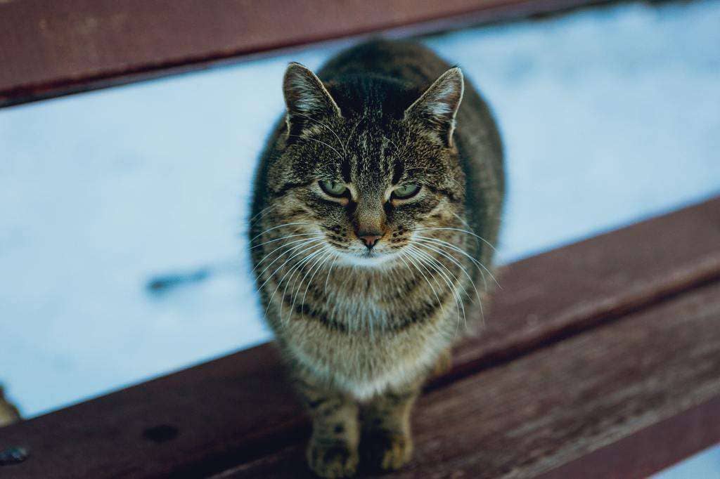 Consejos para prevenir problemas de comportamiento del gato durante el aislamiento de COVID-19