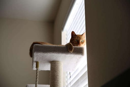 Como Hacer Que Mi Gato No Rasque La Puerta