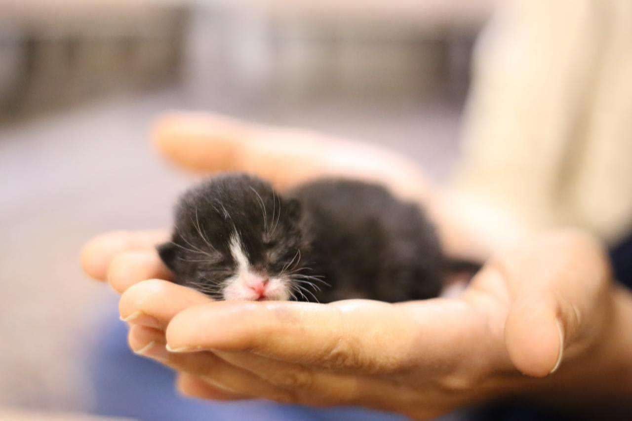 Mi Gato Ataca Al Nuevo Gatito